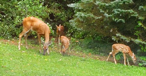 a FONDness for FAWNS